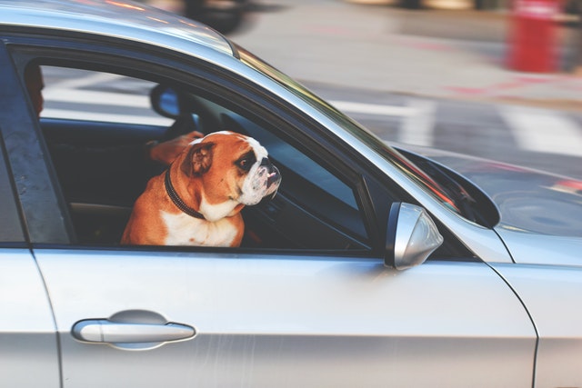 Dog driving in a car and looking out the window.