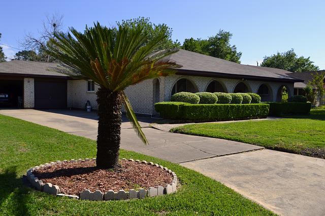 The front yard of a house that includes a lawn, some shrubs, and a palm tree.