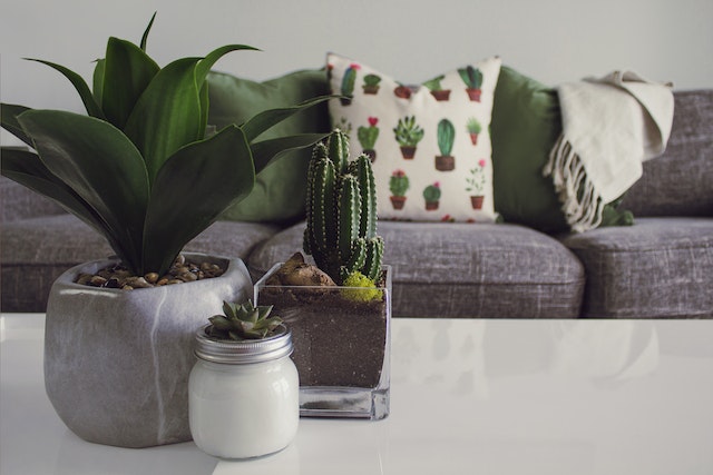 Small table plants and throw pillows that make your rental feel like home