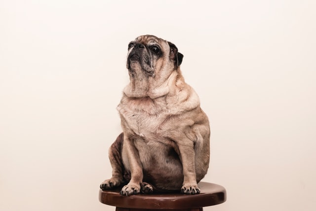 Dog sitting on a wooden stool.